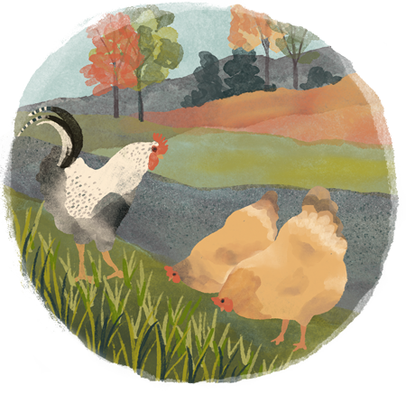 Chickens illustration