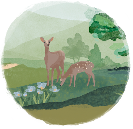 Watercolor illustration of deer